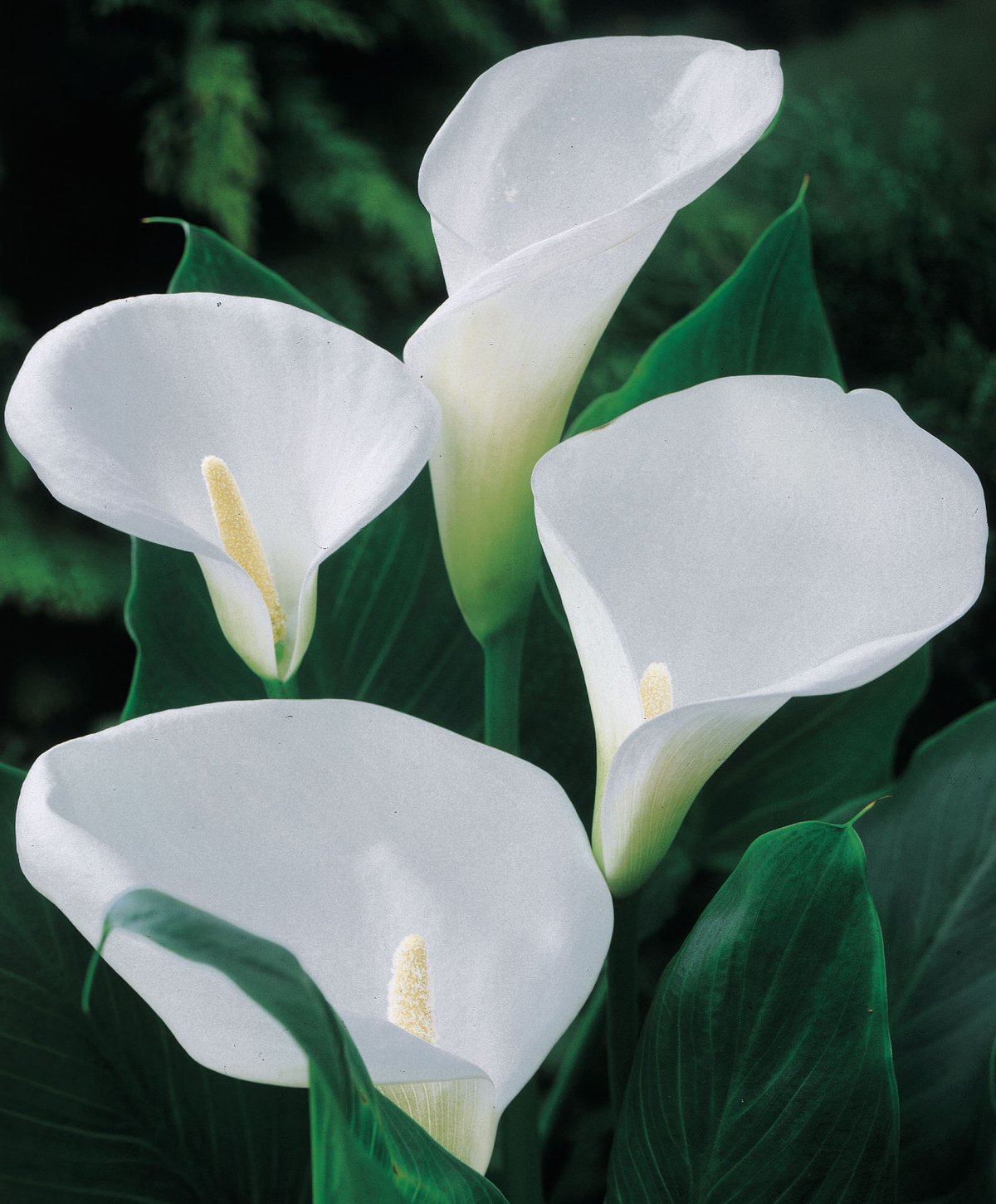 Калла aethiopica