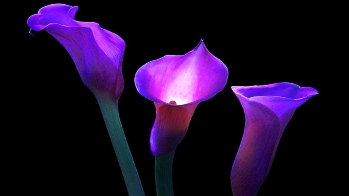 Калла Purple Spirit