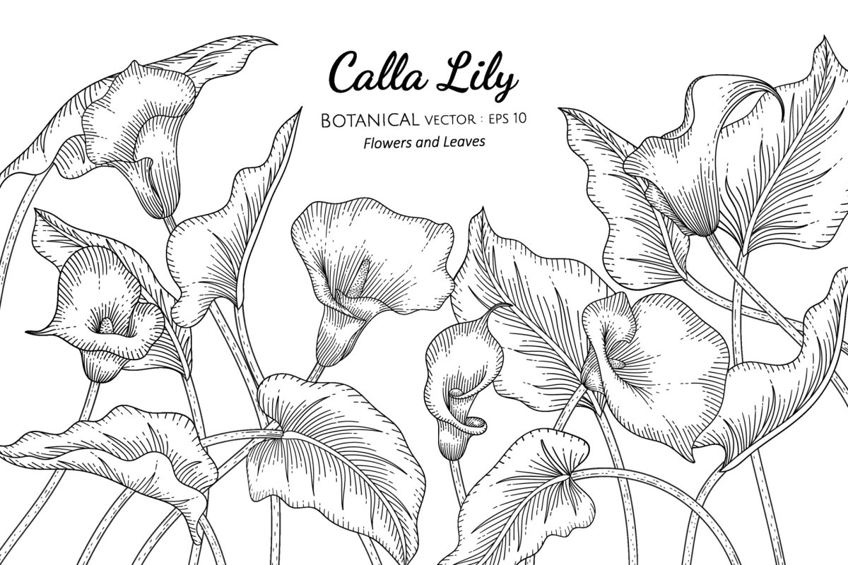Calla Lily цветок листья