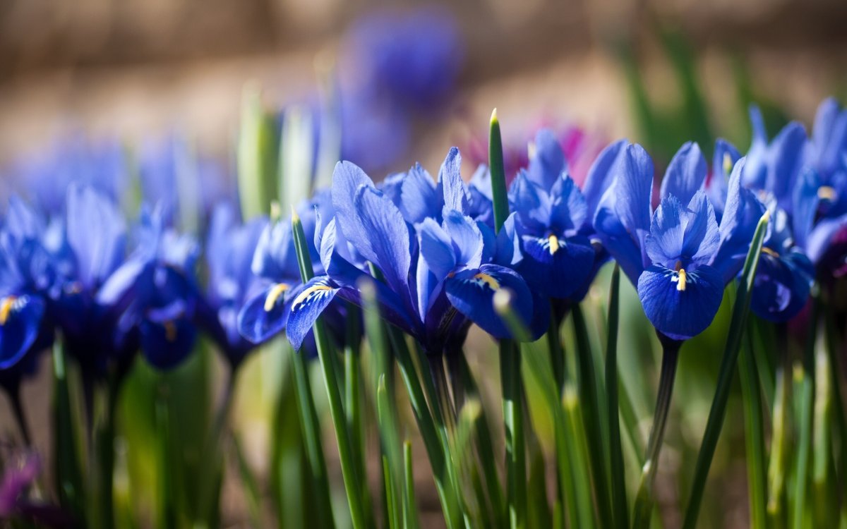 Голубые весенние цветы