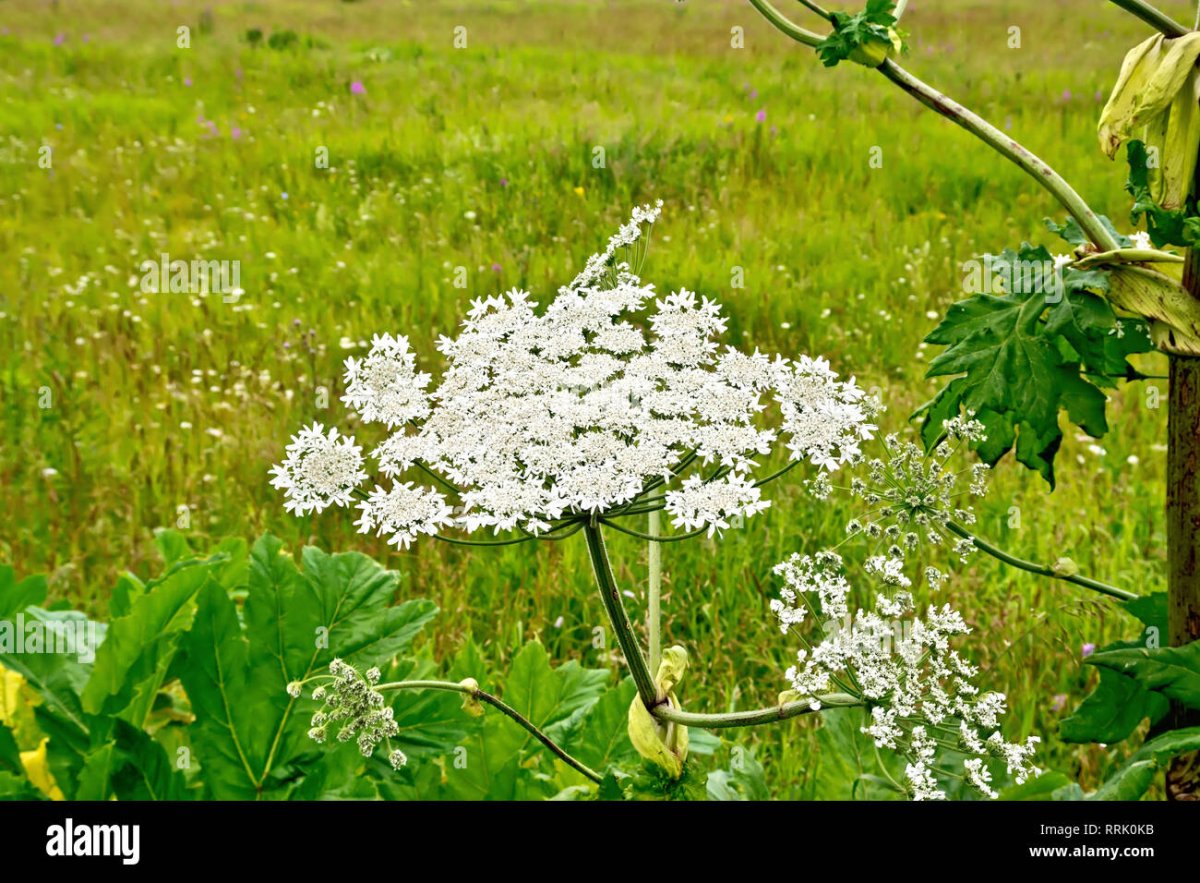 Цветы аллергены белые зонтичные