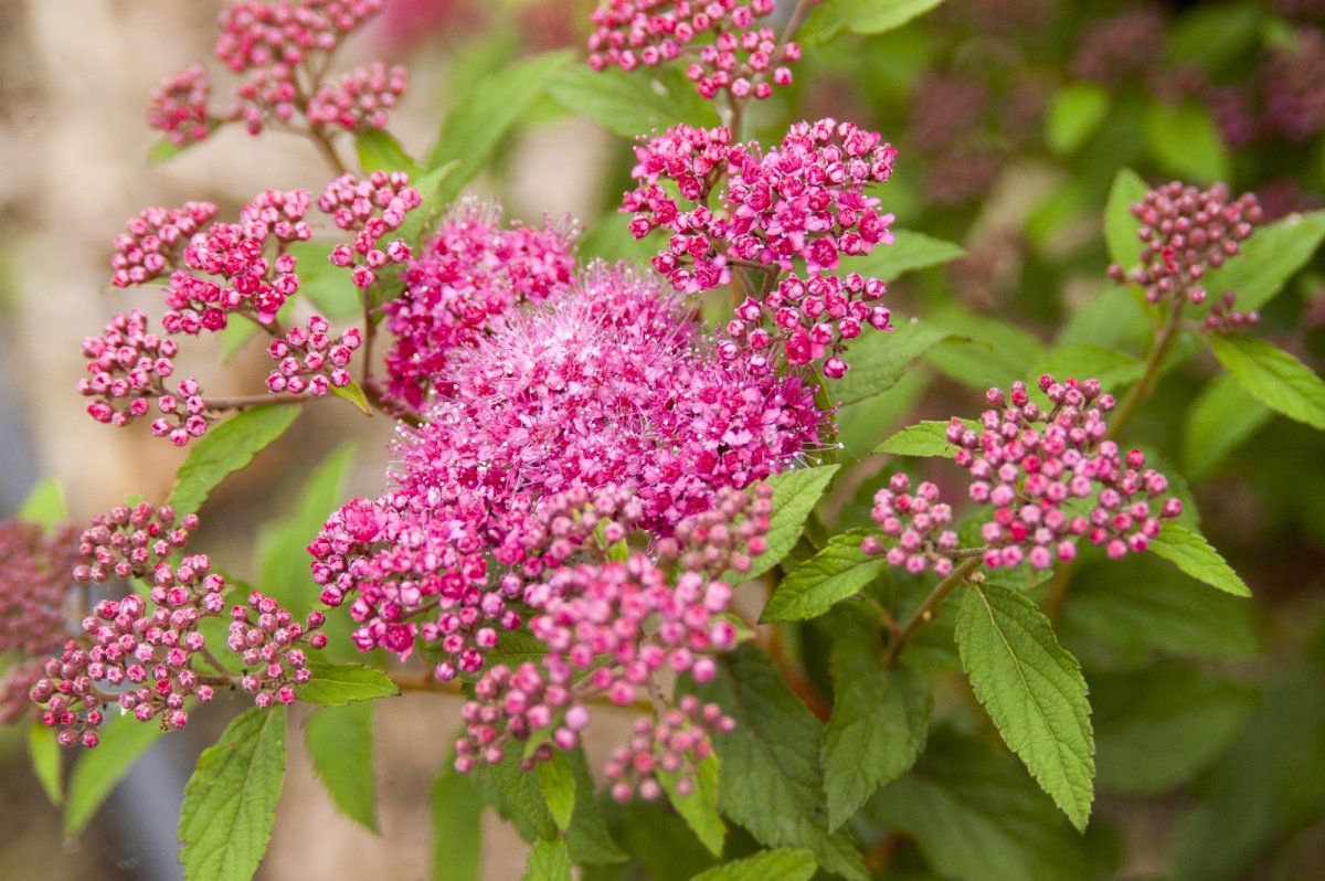 Спирея японская (Spiraea japonica `Superstar`)
