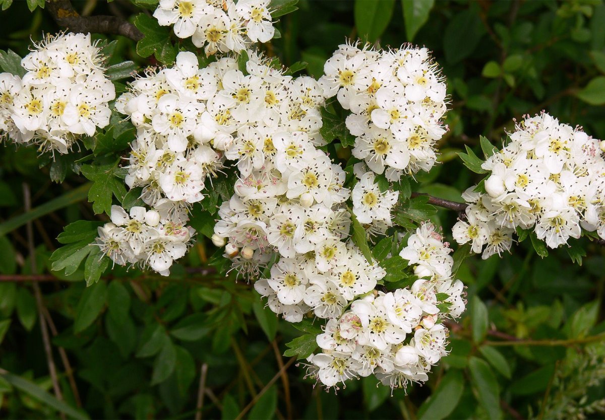 Biancospino