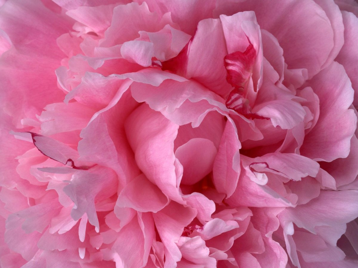 Пышные розовые цветы