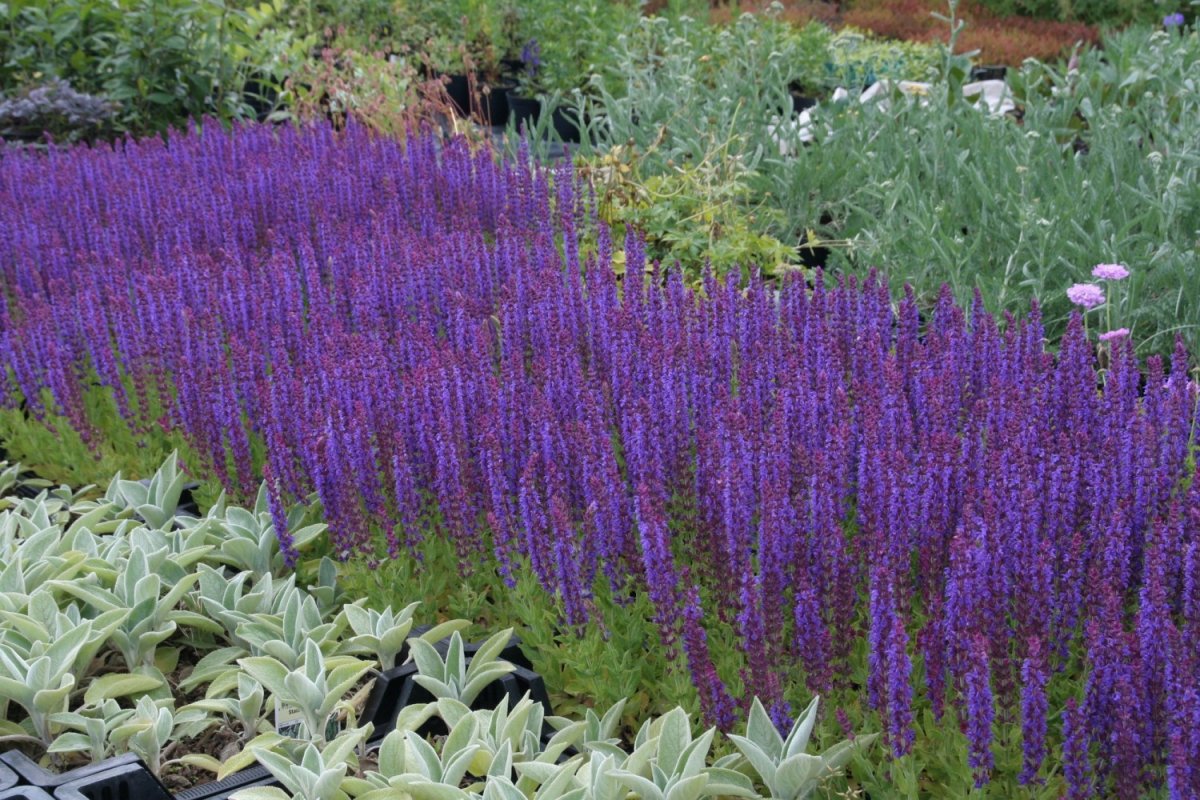Шалфей Дубравный (Salvia nemorosa `Caradonna`)