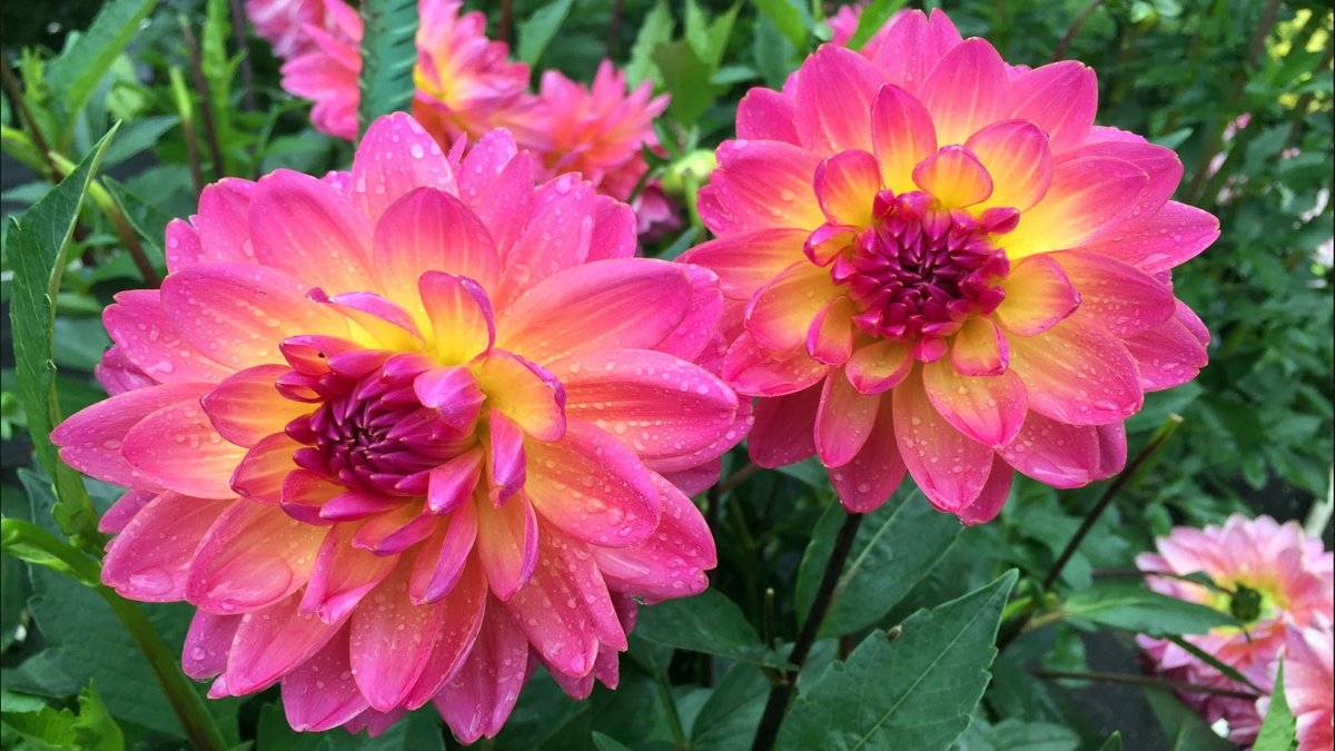 Георгина (Dahlia Wittem)