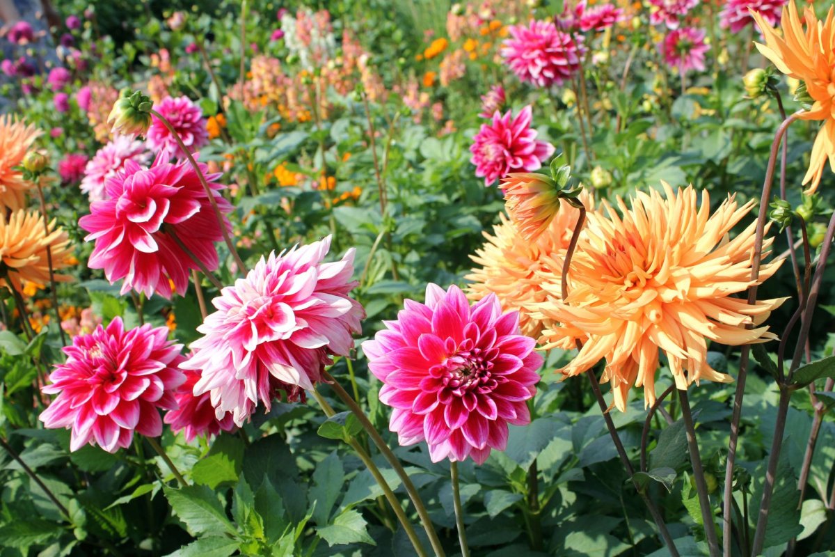 Георгины Dahlia