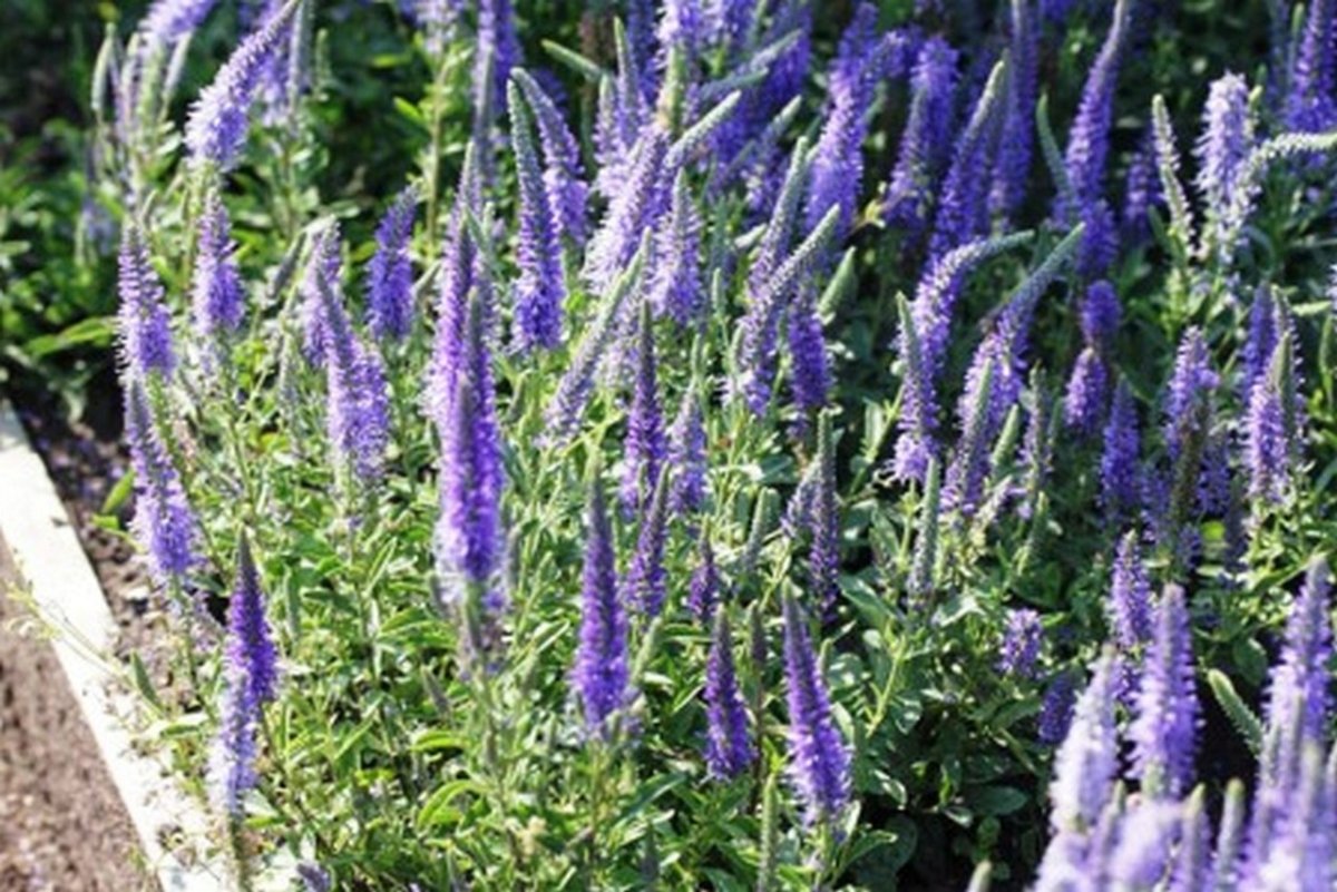 Вероника колосковая 'Blauteppich'