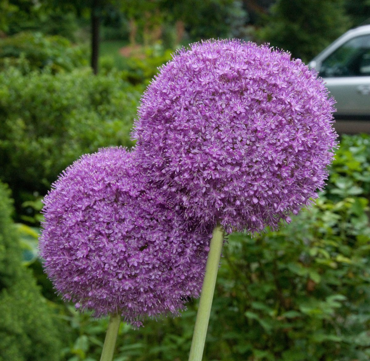 Аллиум Голиаф