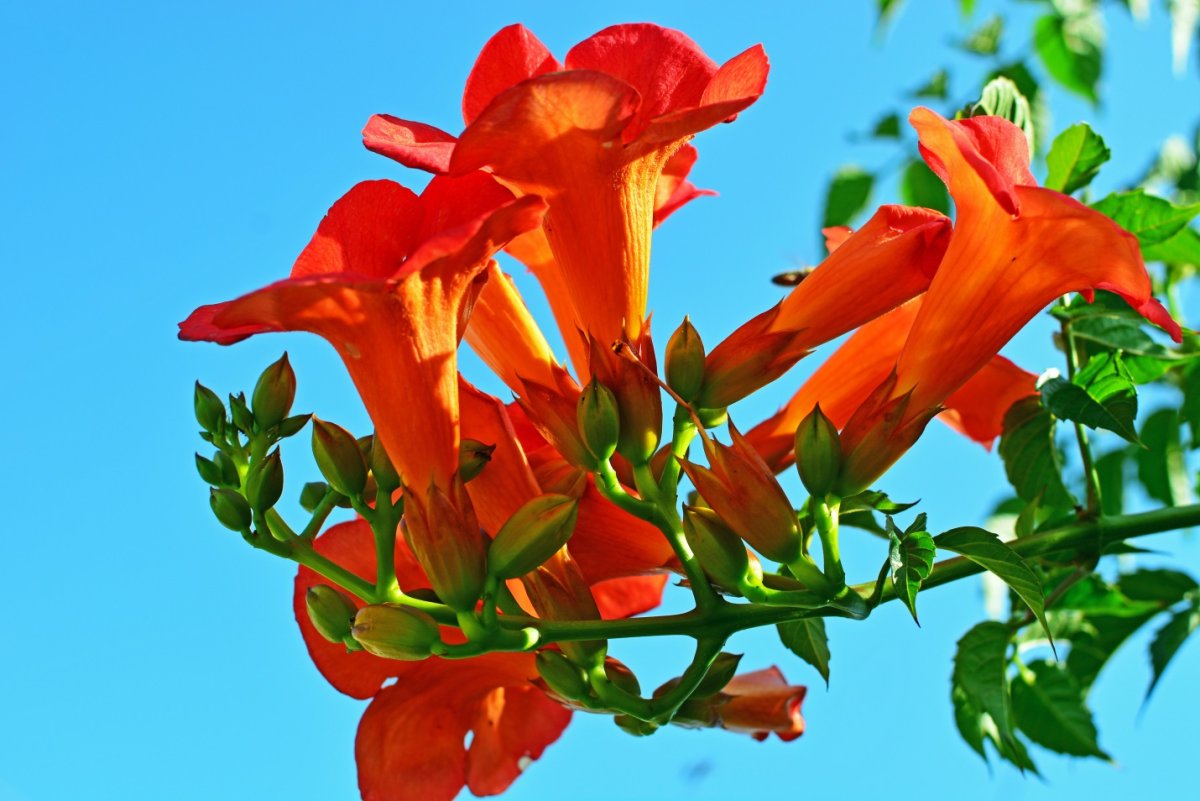 Плетущиеся цветы оранжевые граммофоны