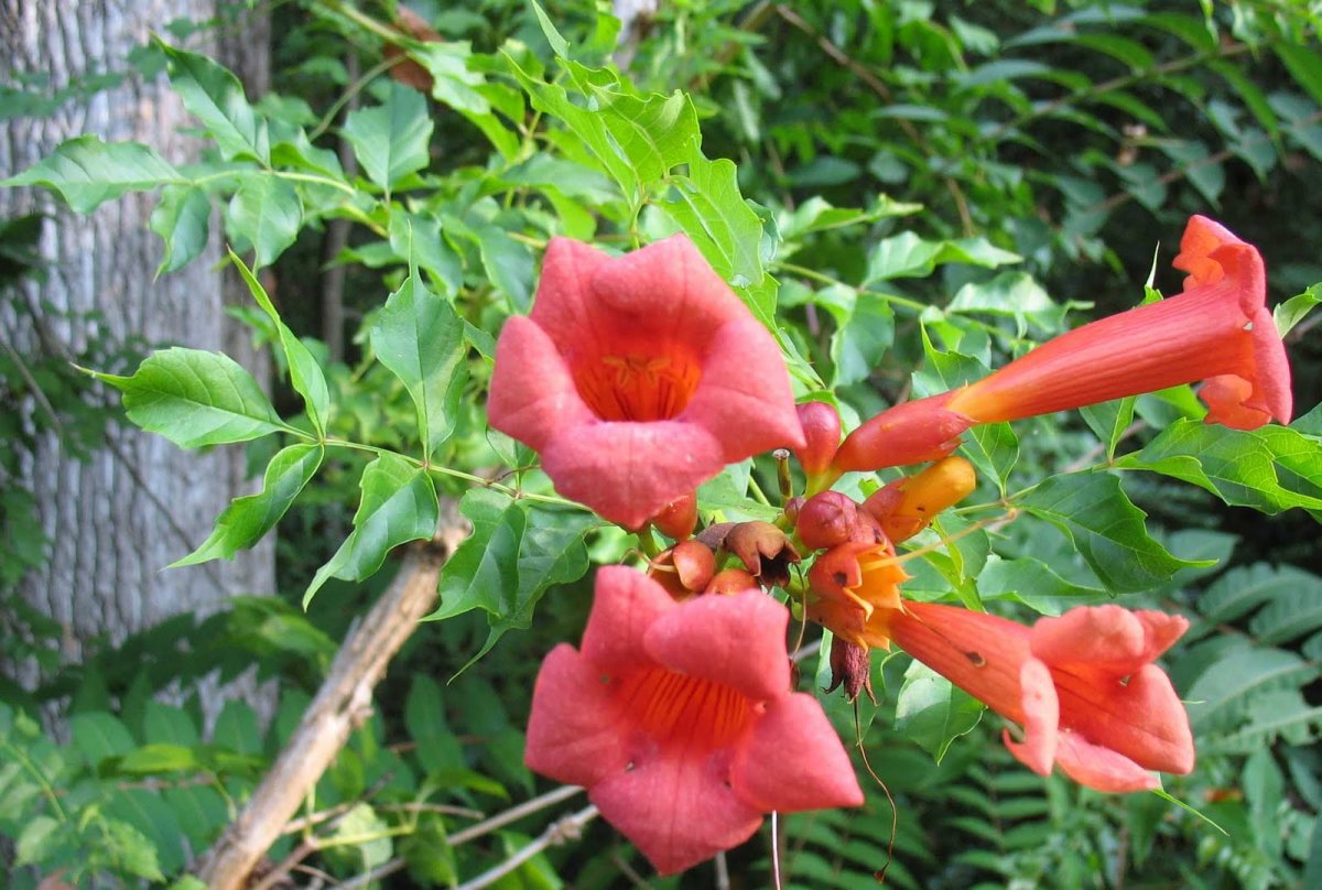 Campsis radicans (кампсис)