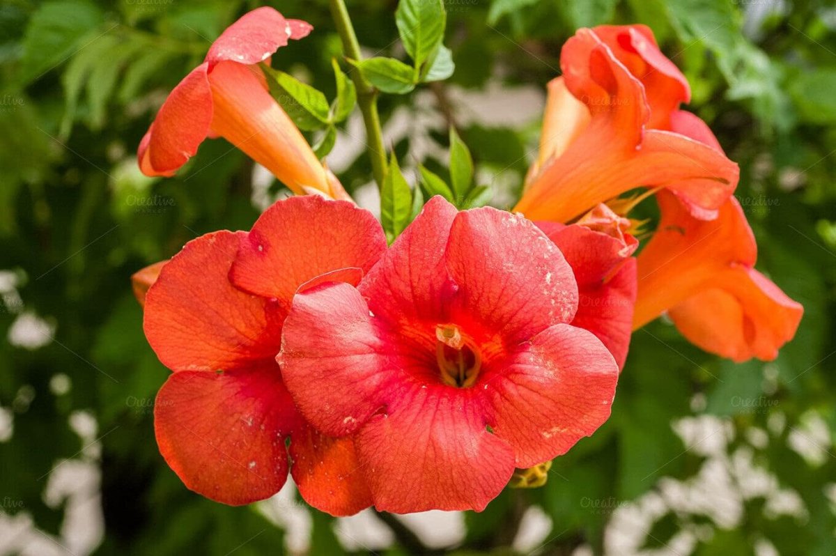 Trompetenblume Mme. Galen - Klettertrompete