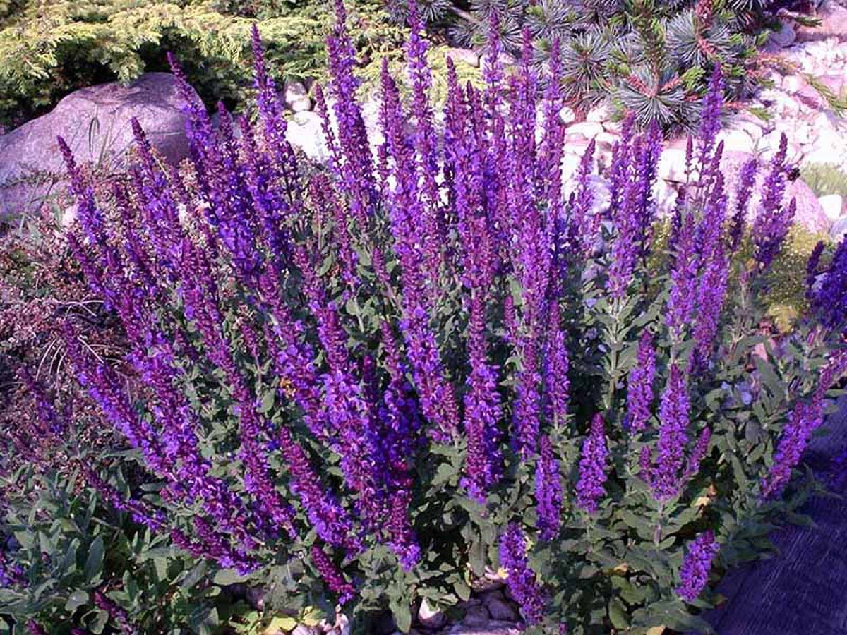 Высокие фиолетовые цветы многолетники