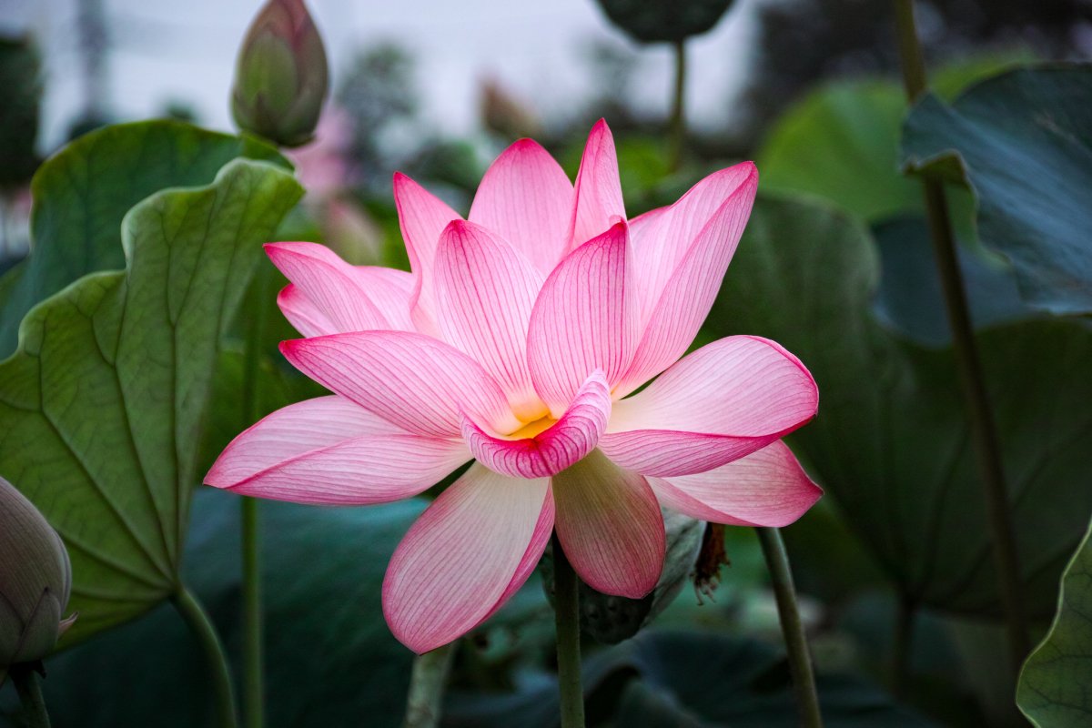 Лотос (Nelumbo)