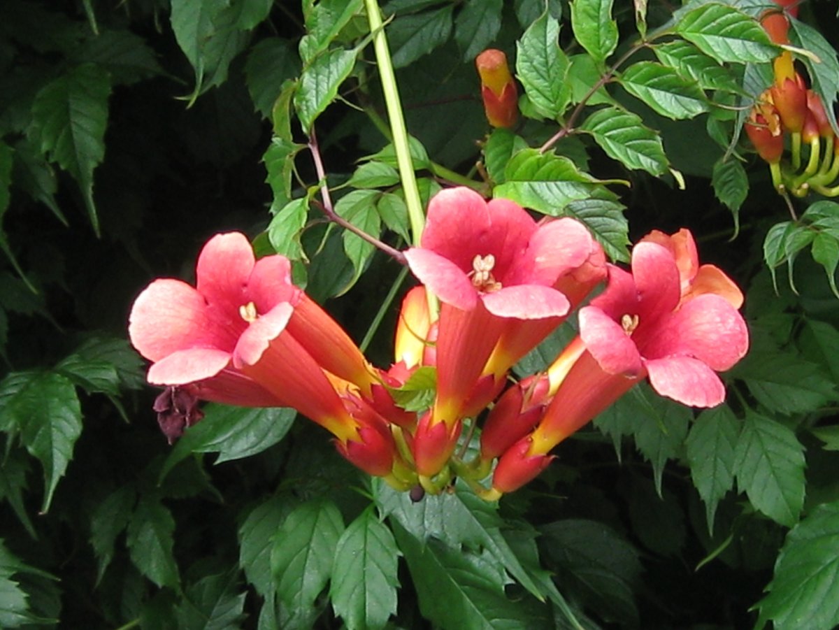 Плетущееся растение с красными цветами