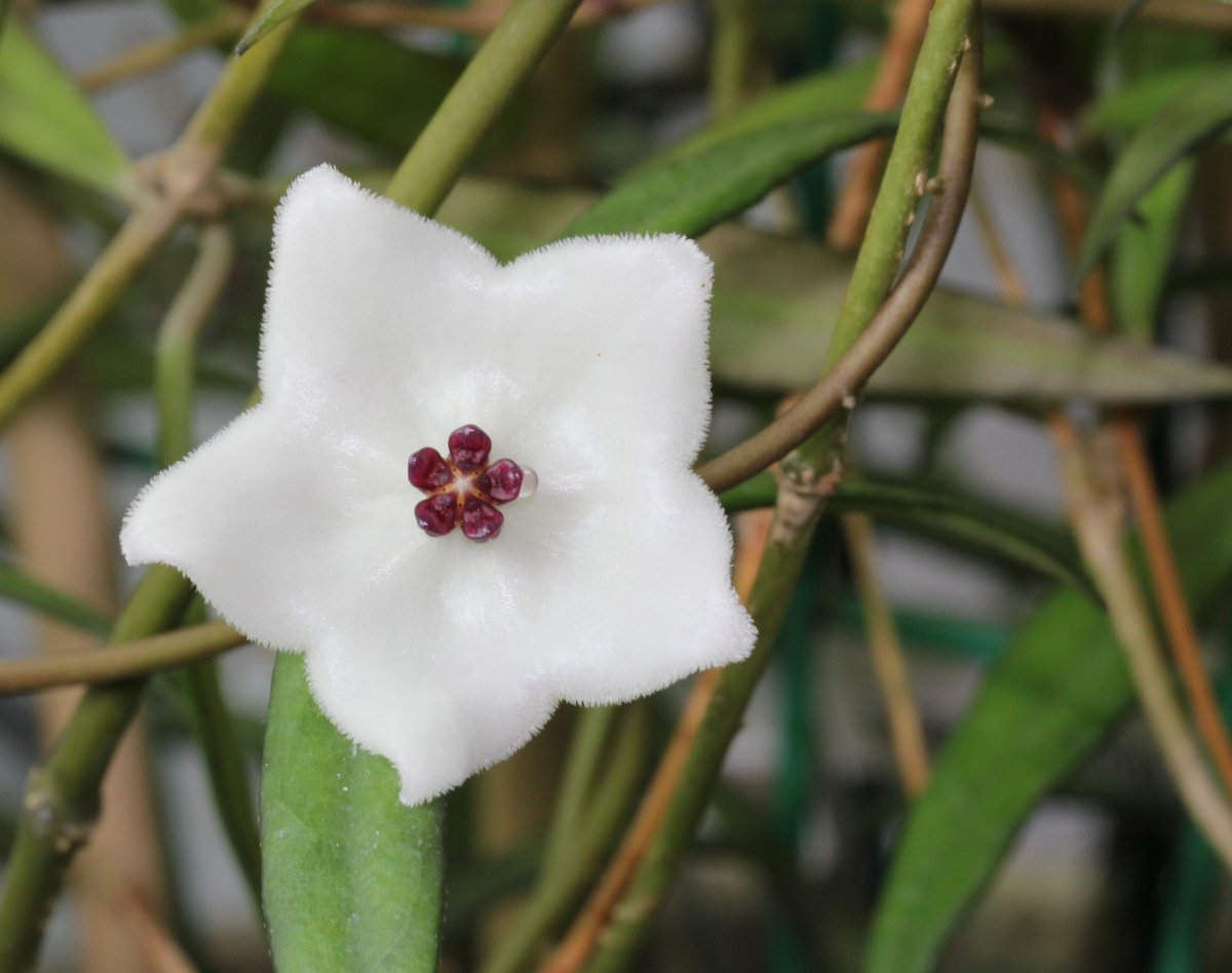 Passiflora Хойя