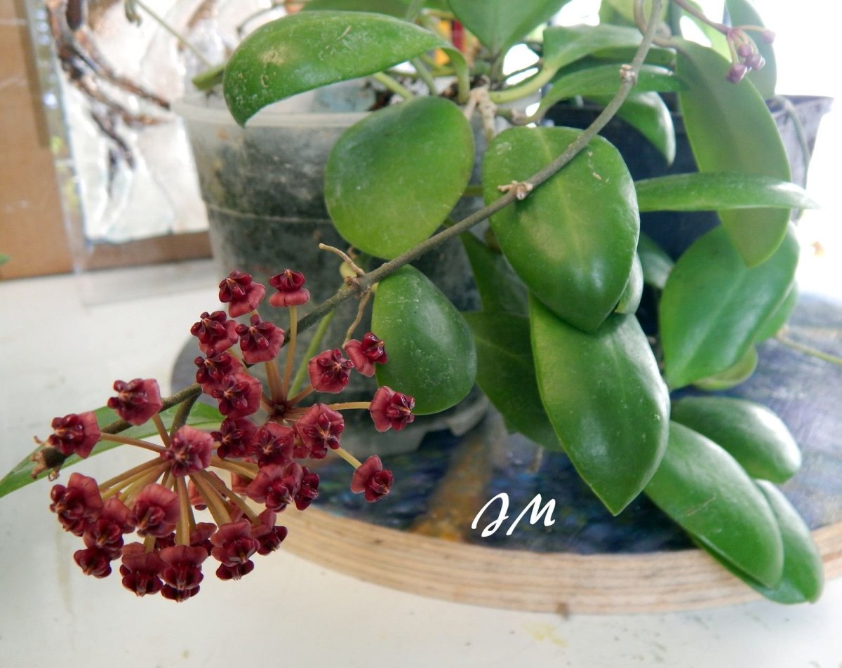 Hoya lucardenasiana