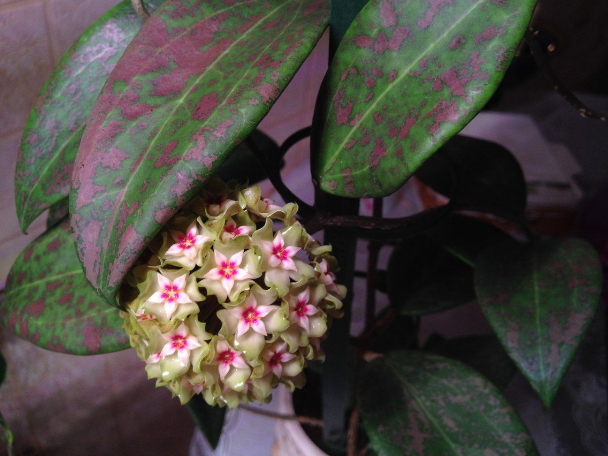 Хойя Вибержи (Hoya wibergiae),
