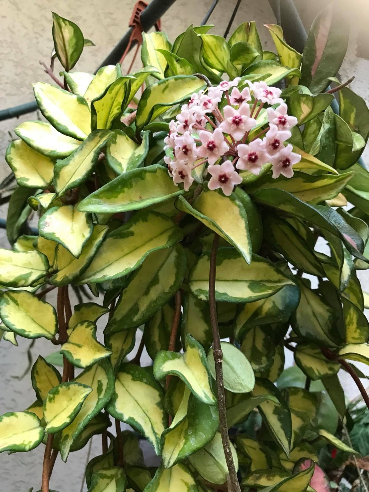 Хойя Карноза