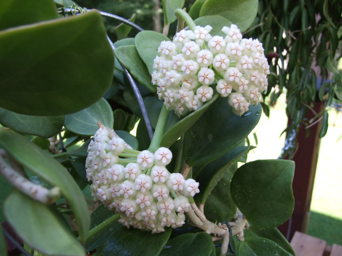 Хойя pachyclada