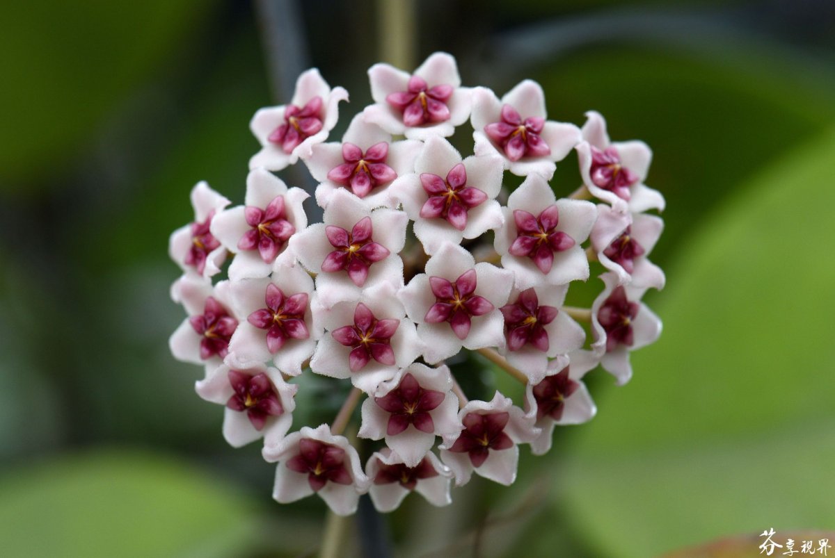 Хойя buotii variegata