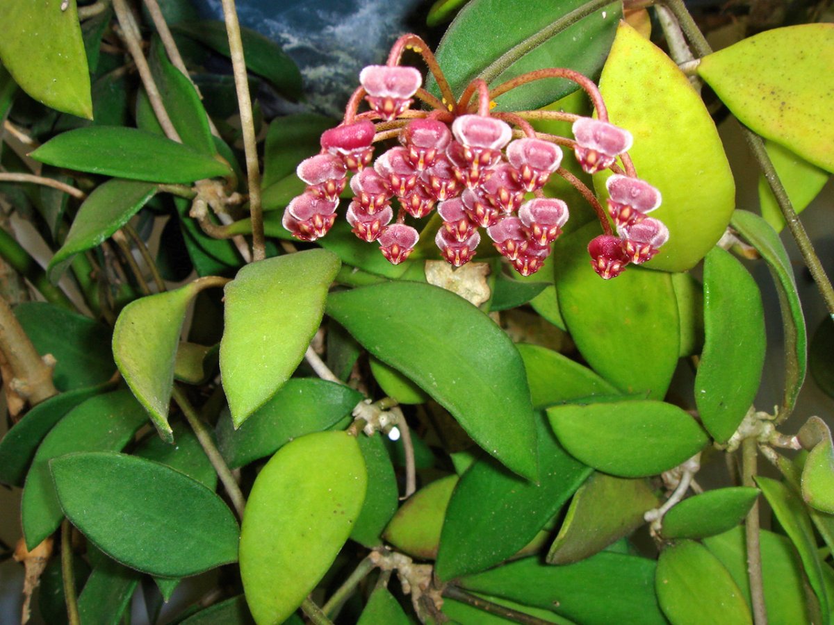Hoya SP 560 burtoniae