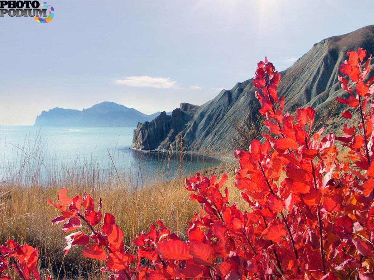 Скумпия Крымская