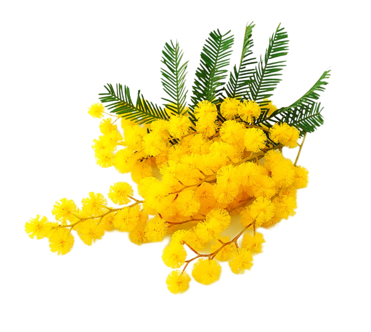 Мимоза цветок