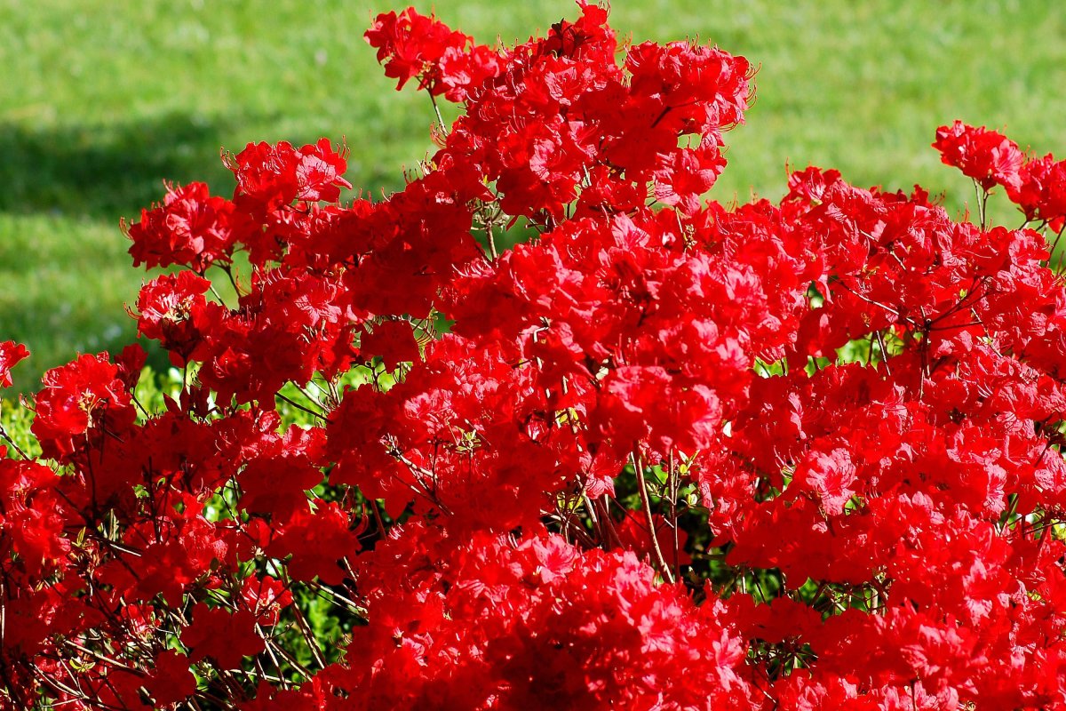 Цветы многолетники красного цвета