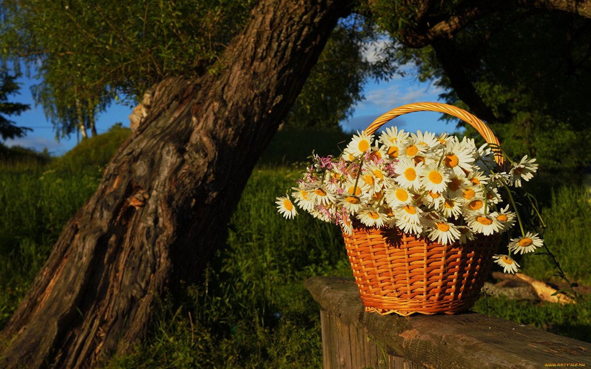 Корзина с цветами