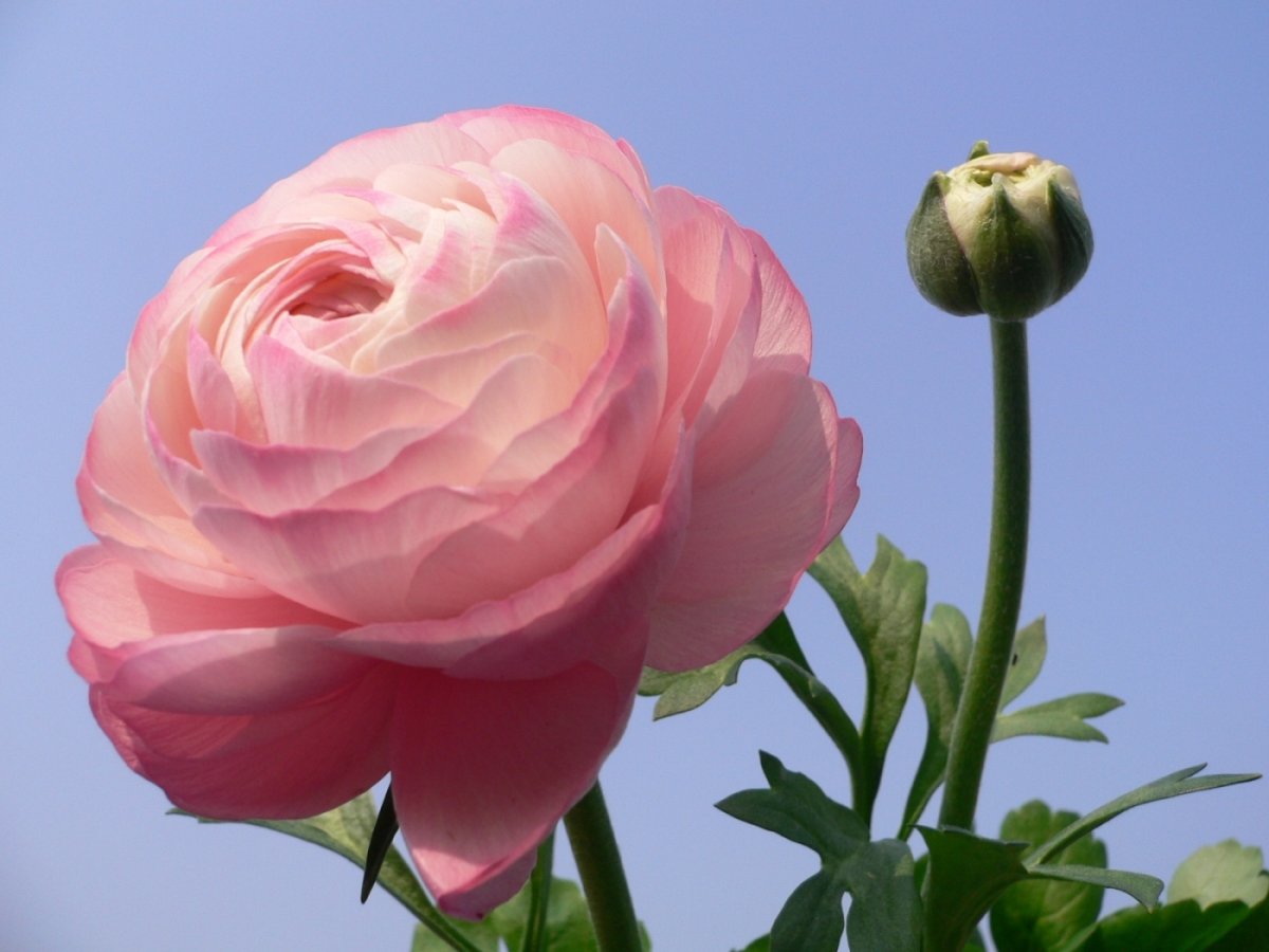 Лютик азиатский Pink
