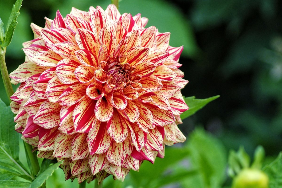 Георгина (Dahlia Wittem)
