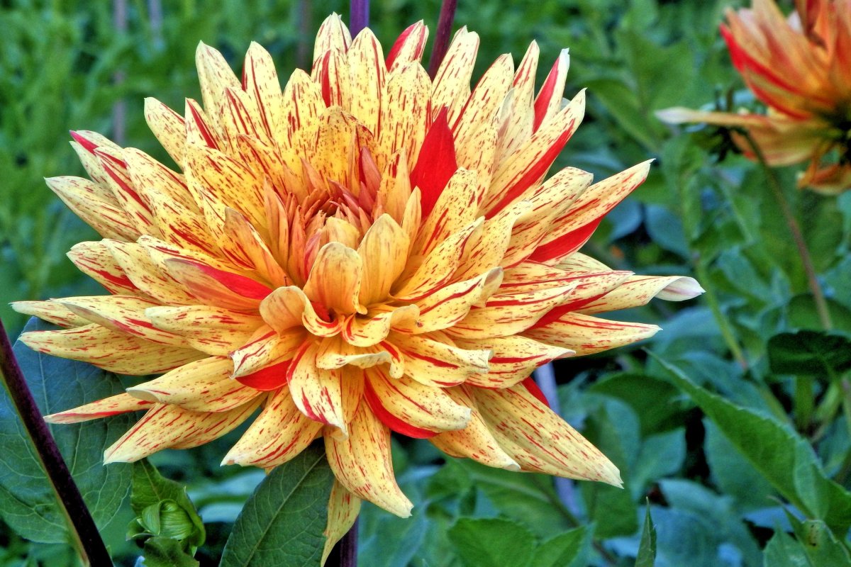 Dahlia (георгин)