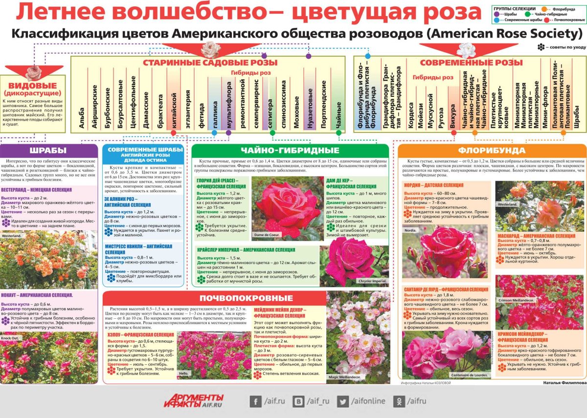Классификация роз