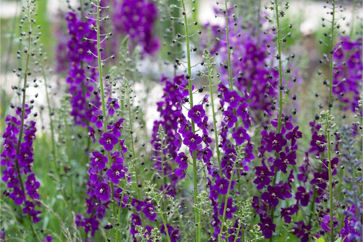 Коровяк фиолетовый (Verbascum phoeniceum)