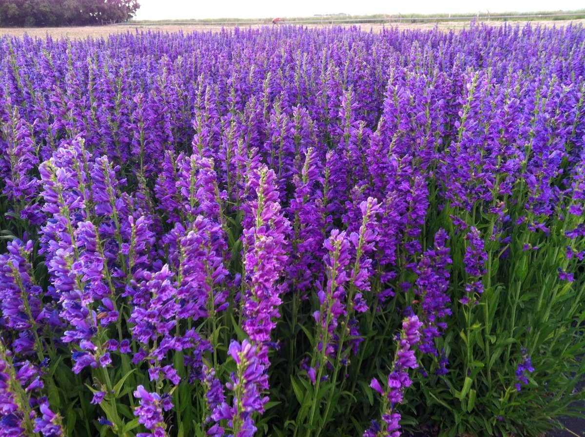 Пенстемон вертикальный Penstemon strictus,