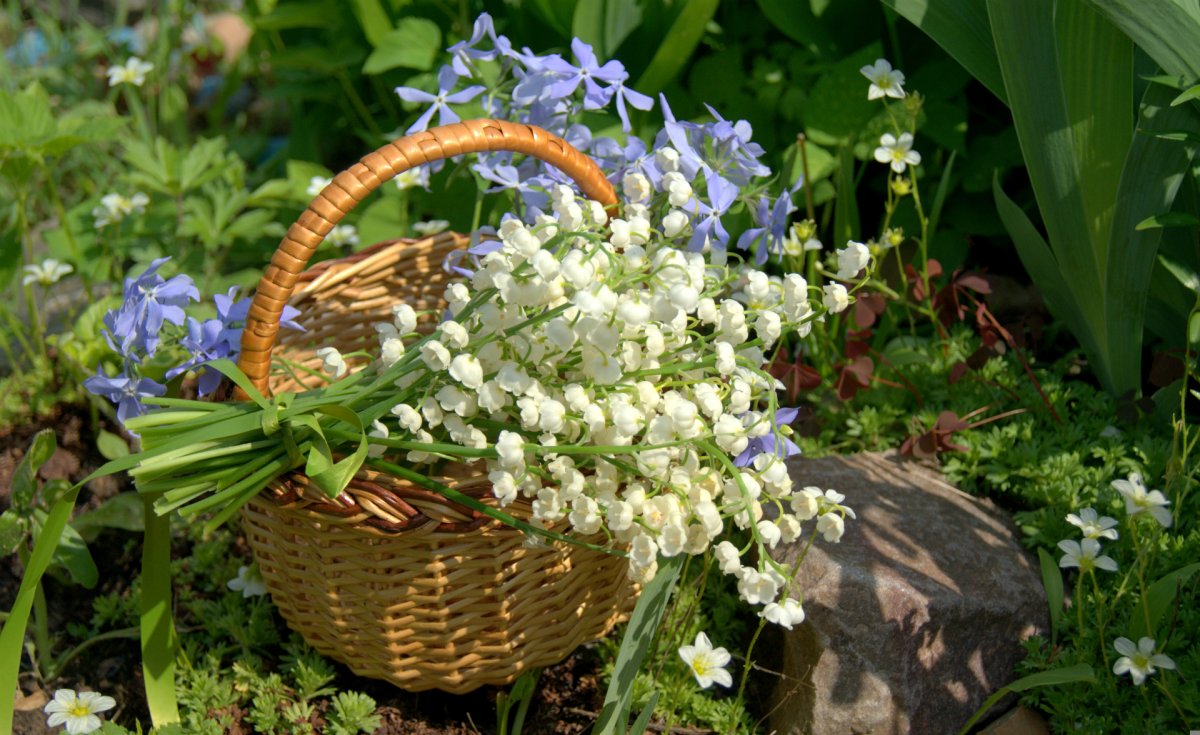 Цветы Ландыши