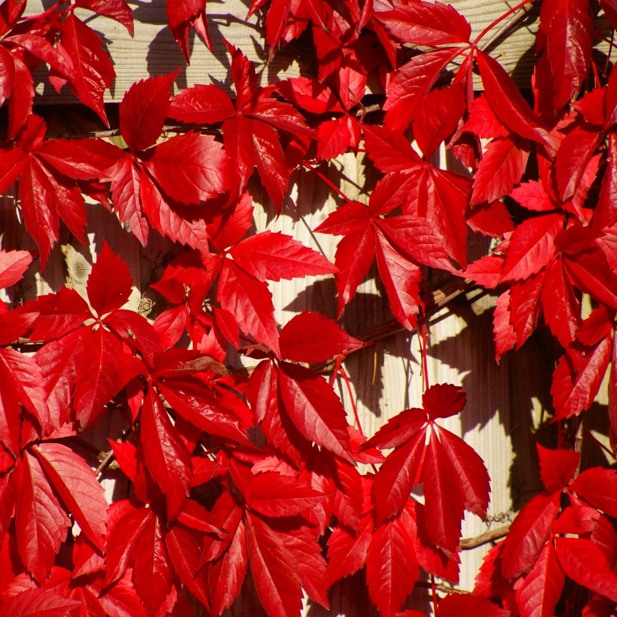 Виноград девичий пятилисточковый Parthenocissus quinquefolia