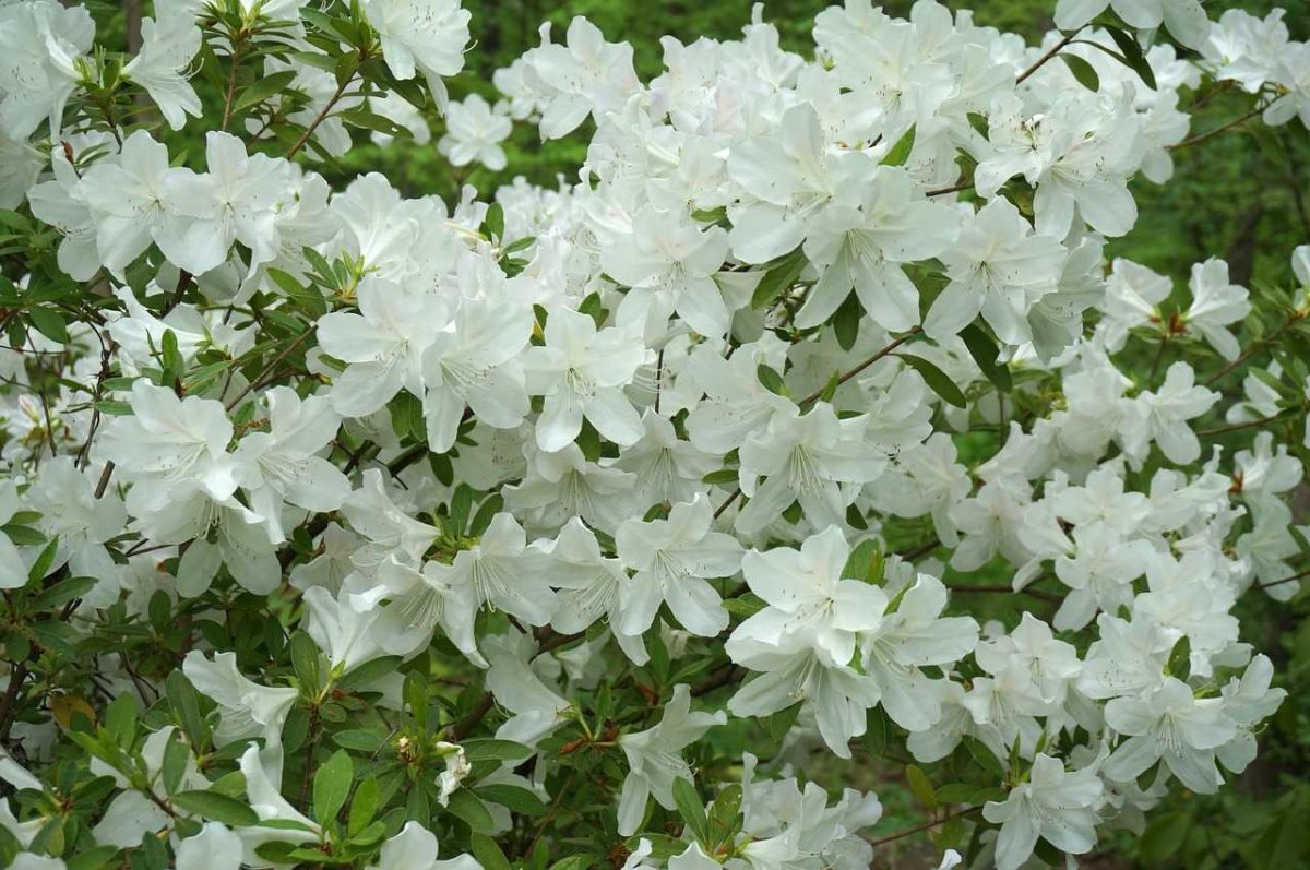 Многолетний кустарник с белыми цветами