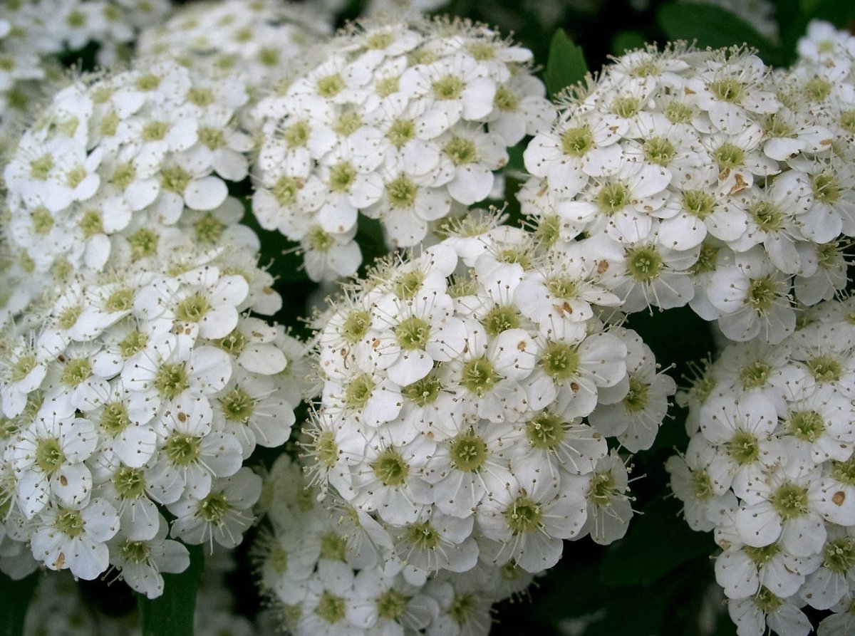 Spiraea cantoniensis