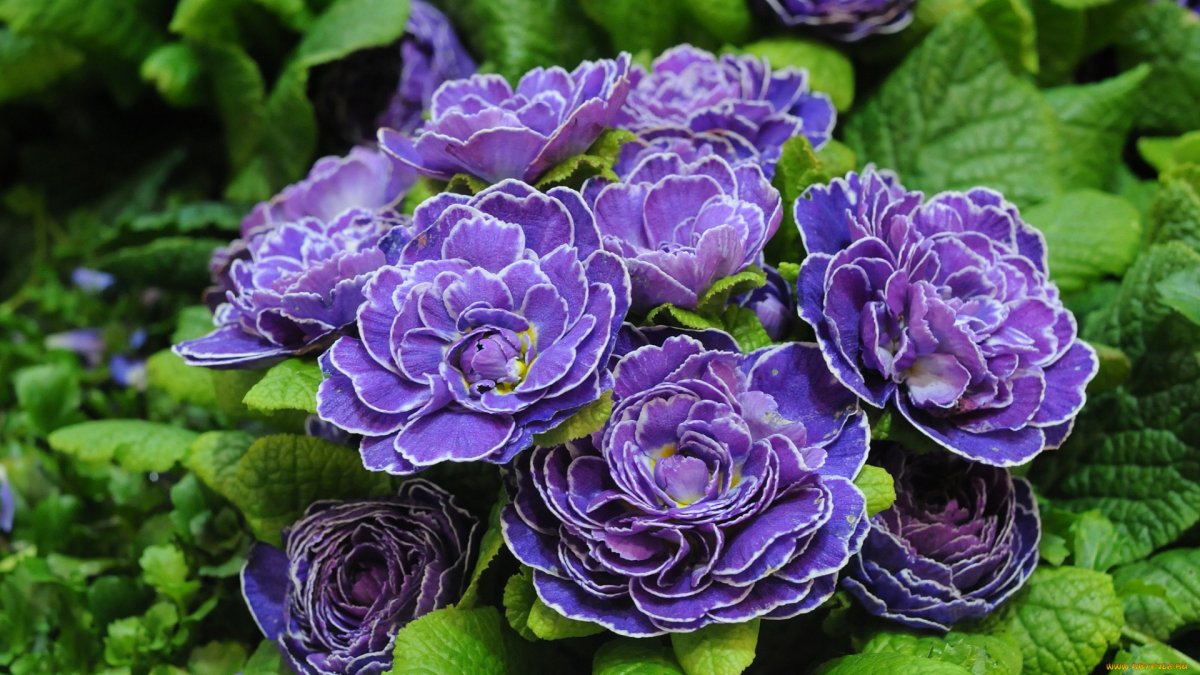 Примула "Belarina Amethyst Ice" (Primula)
