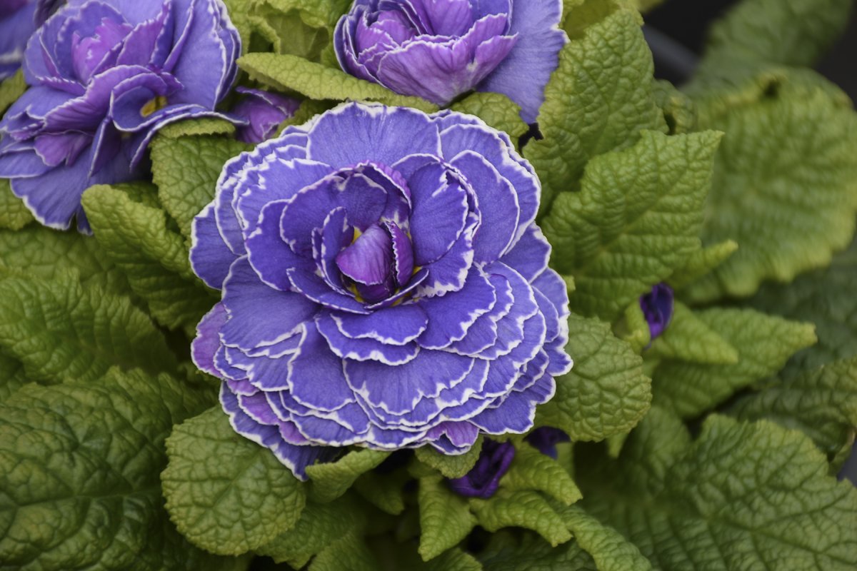Примула Belarina Amethyst Ice