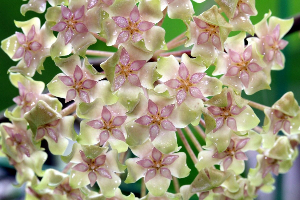 Хойя balaensis Silver