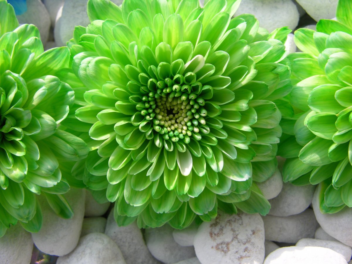 Хризантема Jade Green