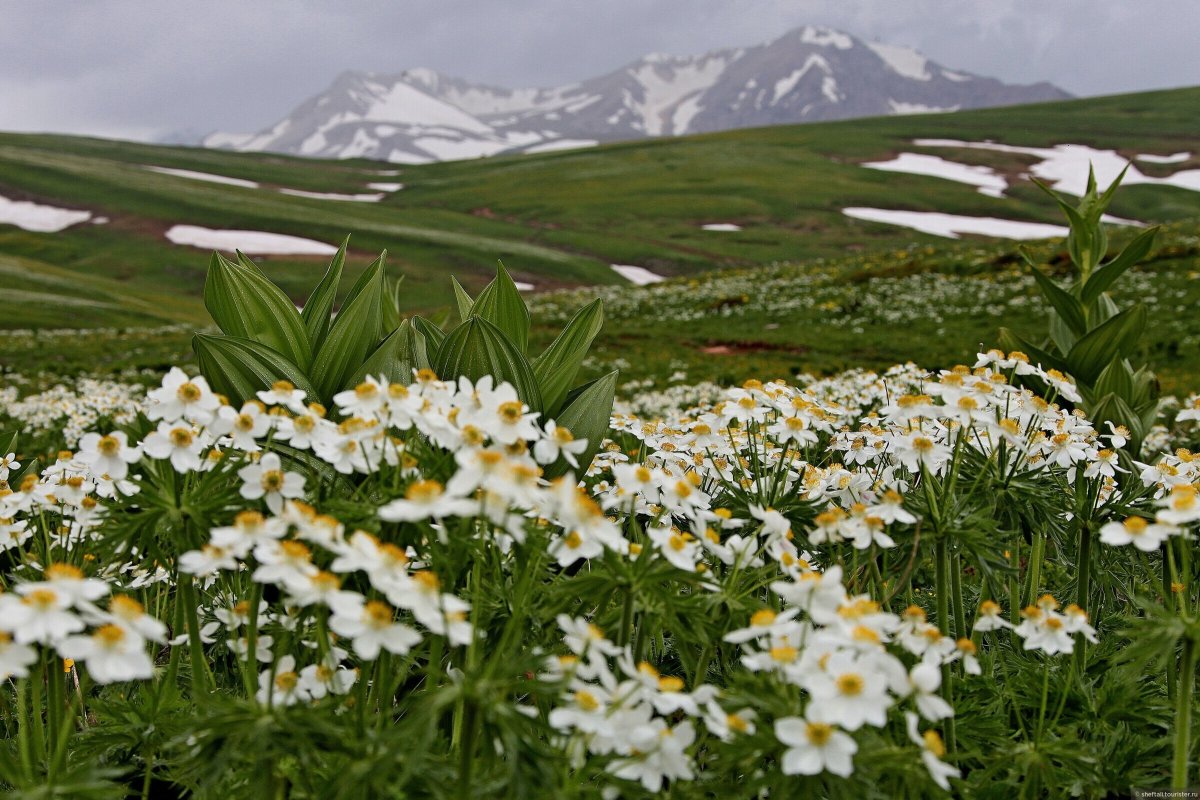 Звёздная Поляна Лагонаки