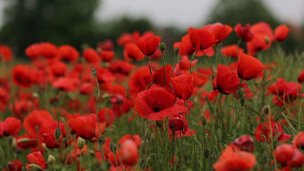 Poppy (Мак)