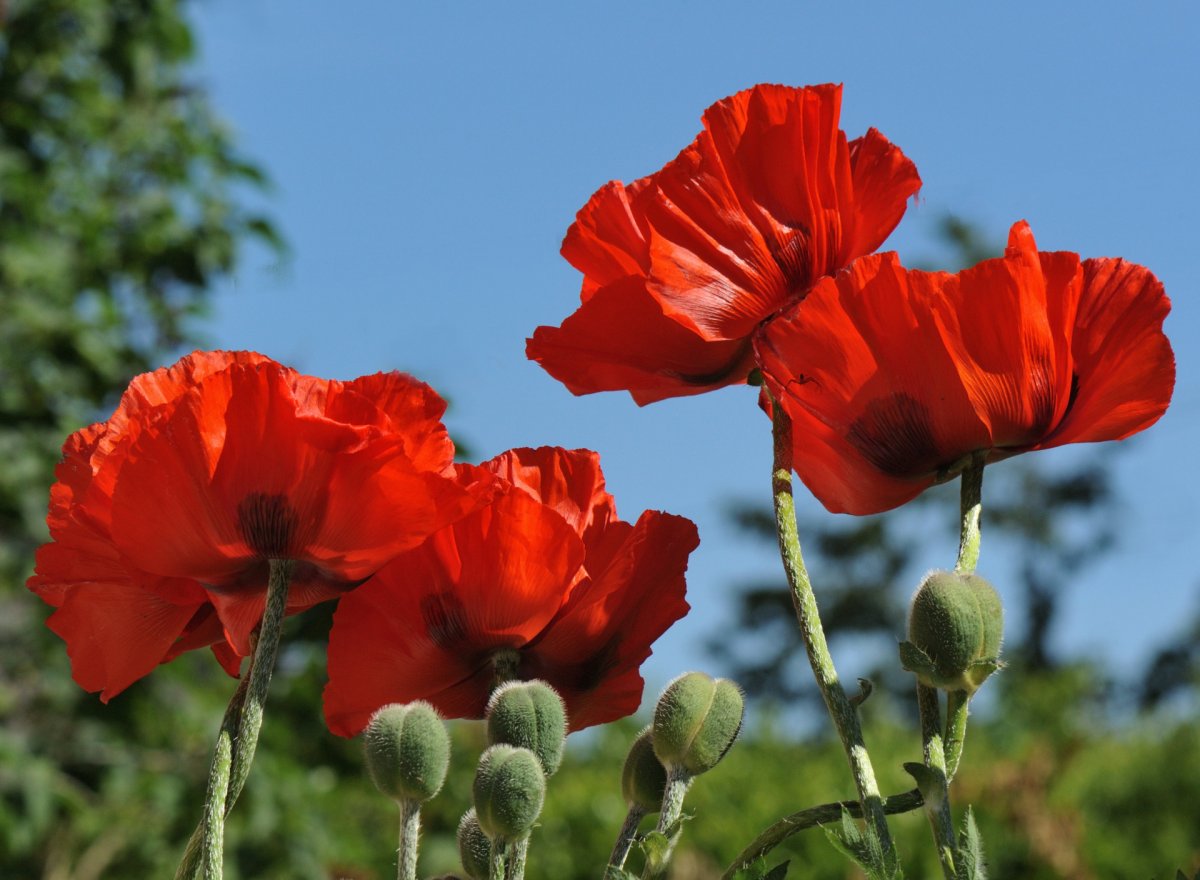 Мак прицветниковый (Papaver bracteatum Lindl.)