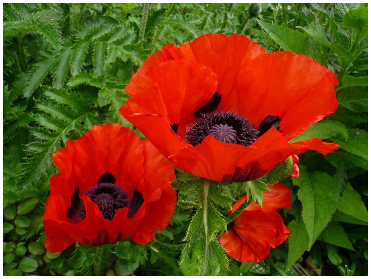 Мак Восточный (Papaver orientale l.)