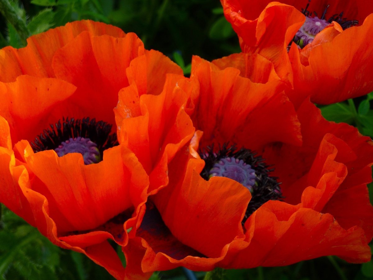Мак Восточный (Papaver orientale)