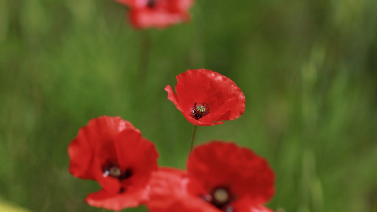 California Poppy